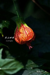 nEO_IMG_IMG_5207.jpg