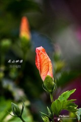 nEO_IMG_IMG_5221.jpg