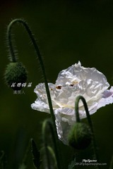 nEO_IMG_IMG_6046.jpg