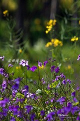nEO_IMG_IMG_5946.jpg