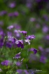 nEO_IMG_IMG_6012.jpg