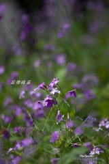 nEO_IMG_IMG_6013.jpg