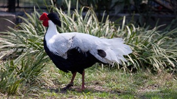 nEO_IMG_IMG_3911.jpg