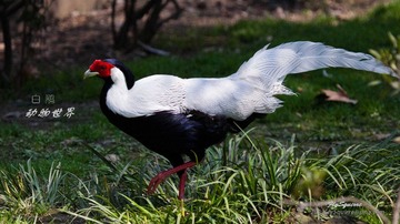 nEO_IMG_IMG_3918.jpg