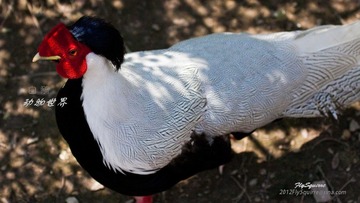 nEO_IMG_IMG_3949.jpg