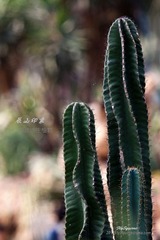 nEO_IMG_IMG_5253.jpg