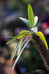 nEO_IMG_IMG_5287.jpg