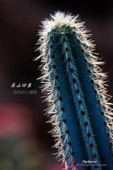 nEO_IMG_IMG_5293.jpg