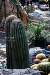 nEO_IMG_IMG_5303.jpg