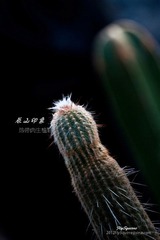 nEO_IMG_IMG_5309.jpg