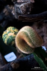 nEO_IMG_IMG_5326.jpg