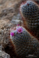 nEO_IMG_IMG_5329.jpg
