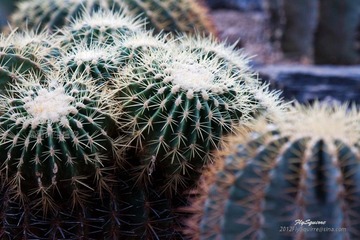 nEO_IMG_IMG_5315.jpg