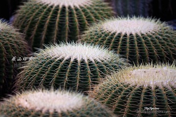 nEO_IMG_IMG_5317.jpg