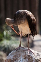 nEO_IMG_IMG_4312.jpg