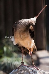 nEO_IMG_IMG_4313.jpg