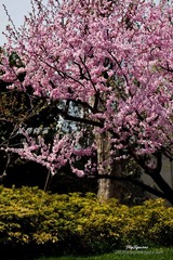 nEO_IMG_IMG_4946.jpg