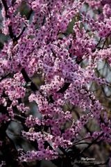 nEO_IMG_IMG_4947.jpg
