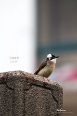 IMG_6652_nEO_IMG.jpg