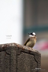 IMG_6661_nEO_IMG.jpg