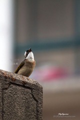 IMG_6663_nEO_IMG.jpg