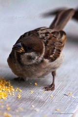 IMG_8485_nEO_IMG.jpg