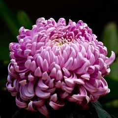 IMG_2275.jpg