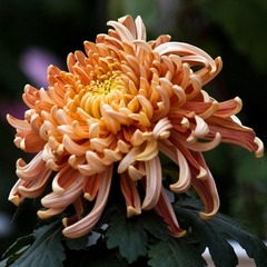 IMG_2276.jpg