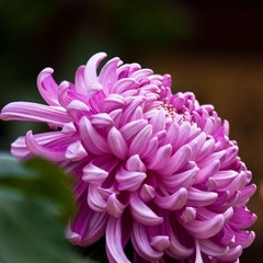 IMG_2279.jpg