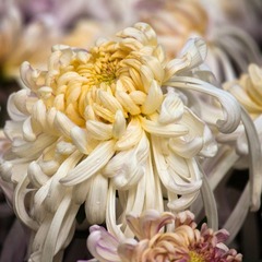 IMG_2281.jpg