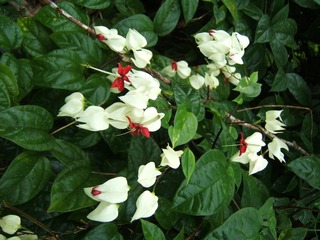 鸽子花