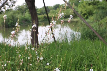 小白花