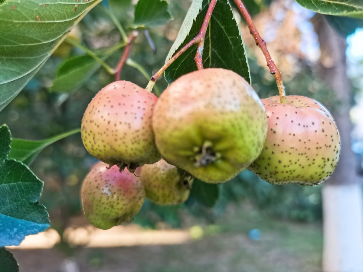 即将成熟的山楂 - 林中漫步8279 - 图虫