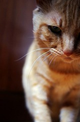 13698553_785335758_rotate.jpg