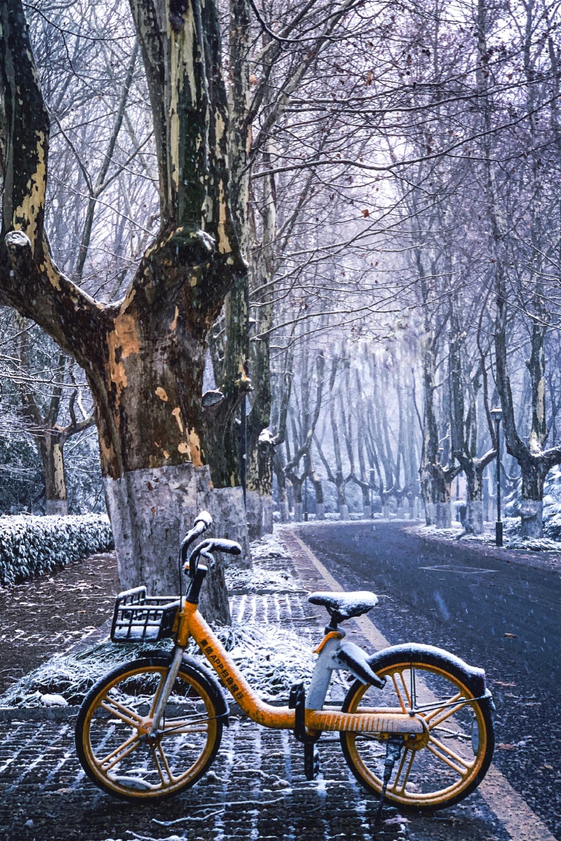 中山陵·梧桐·雪