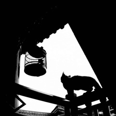 A大研古城 (81).jpg