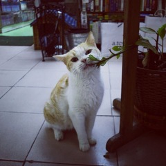 猫咪书店