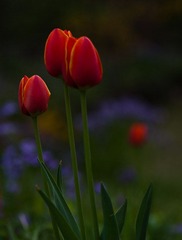 玉兰花 (41 - 1)-94_副本.jpg