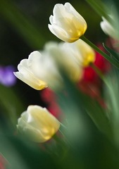 玉兰花 (41 - 1)-179_副本.jpg