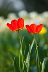 玉兰花 (41 - 1)-127_副本.jpg