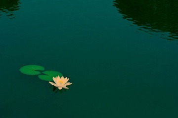 花草韵1.jpg