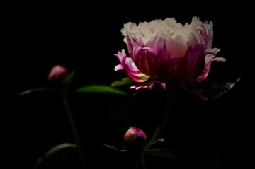 花草韵6.jpg
