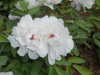 DSCN0565.JPG