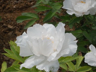DSCN0560.JPG