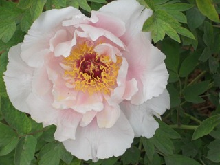 DSCN0602.JPG