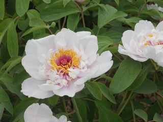 DSCN0632.JPG