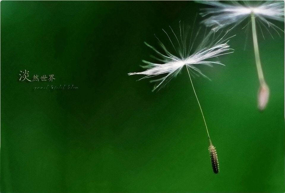 蒲公英00001_<br />
