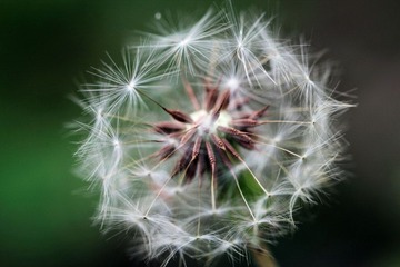 花00002.JPG