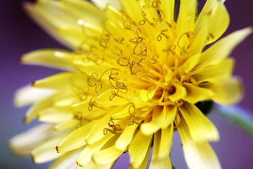 花00003.JPG