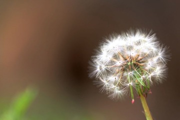 花00004.JPG